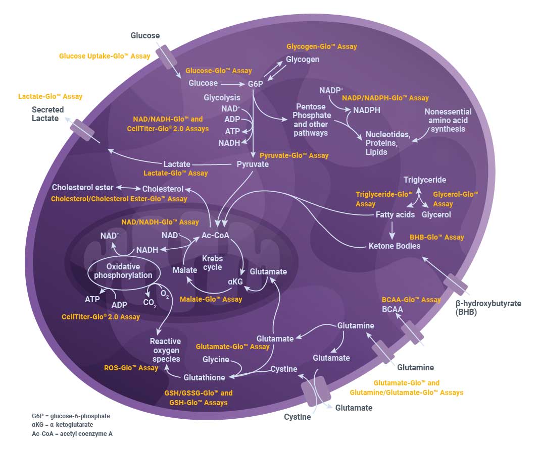 10-energy-metabolism-pathways-in-a-cell-mod-artboard-1-min