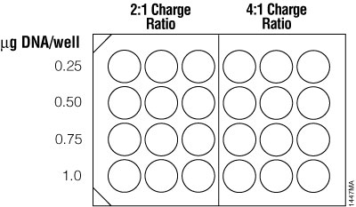 Suggested plating format for initial optimization of cationic lipid transfection conditions