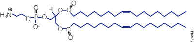 Structure of the neutral lipid DOPE