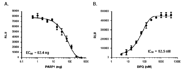 AMP-Glo™ Assay to Measure PARP Activity