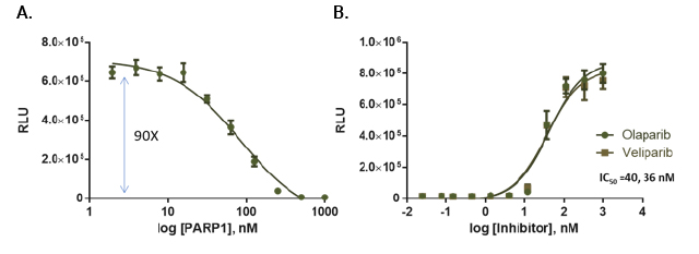 Measure PARP Activity Using the NAD/ NADH-Glo™ Assay