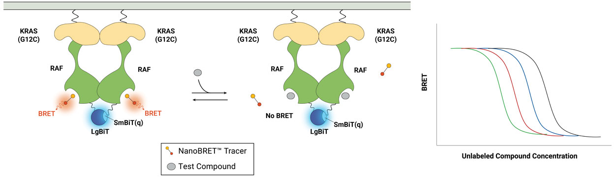 18764ta-illustration of how the NanoBRET™ TE RAF Dimer Assays work