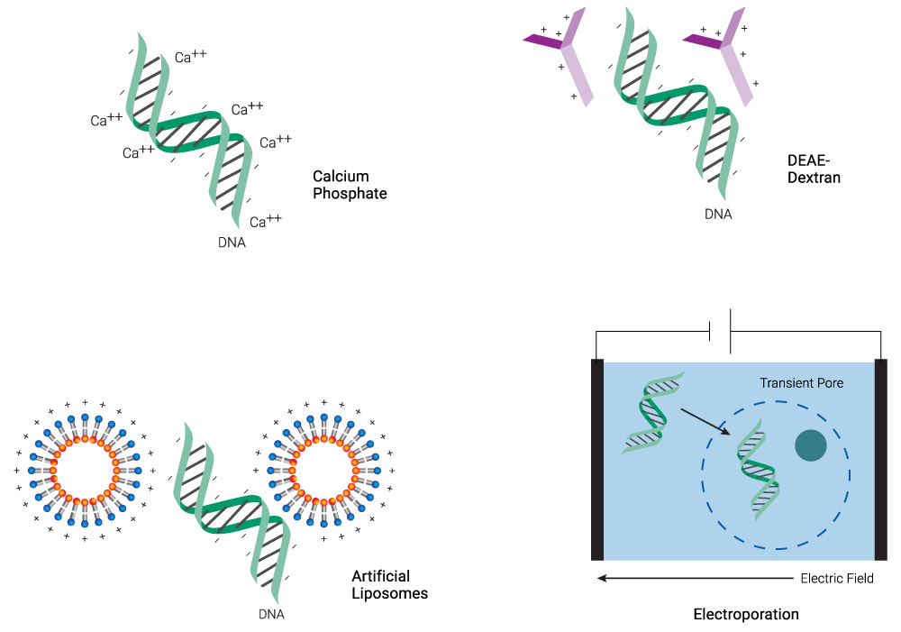 common-transfection-methods