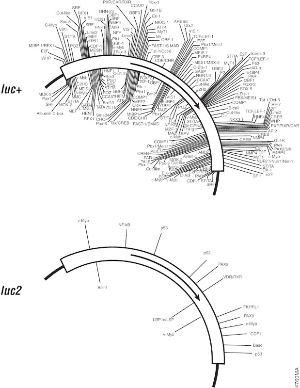 Optimized luciferase genes have cryptic regulatory sequences removed.