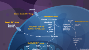 58106579-lipid-metabolism-webinar-featuredcontnet-300x170