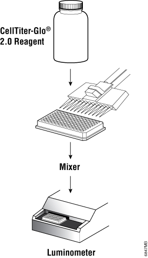 CellTiter-Glo 2.0 cell viability assay protocol