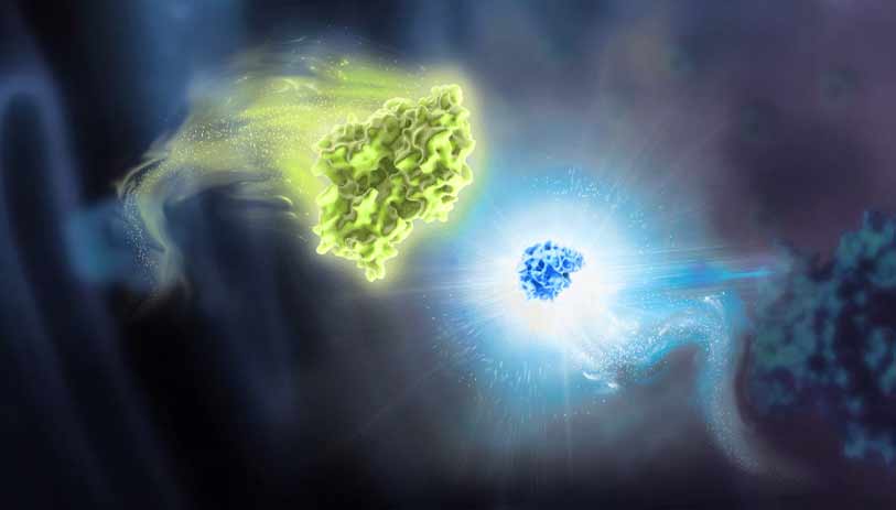 Custom Luciferase Pathway Reporters 