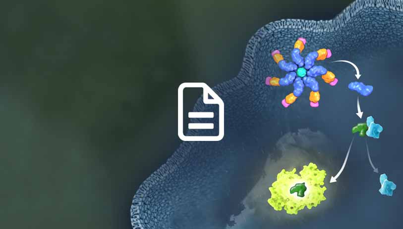 easier detection of inflammasome activation