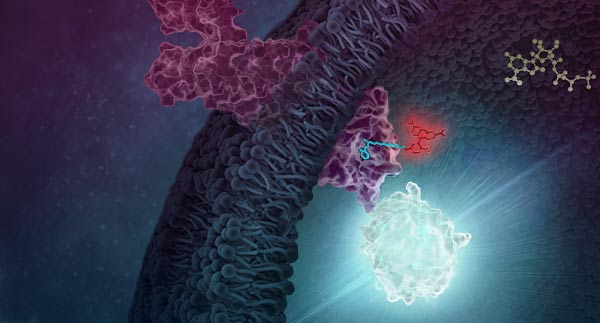 ligand-binding-for-gpcr-research