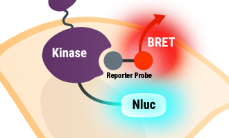 Webinar on NanoBRET in Live Cells Resource