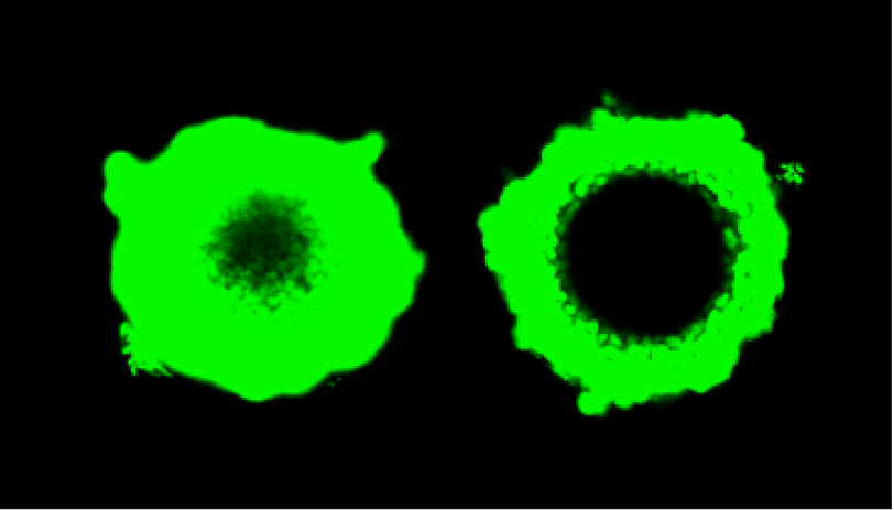 10-learn-about-a-simple-sensitive-method-for-measuring-cell-viability-in-microtissue-spheroids