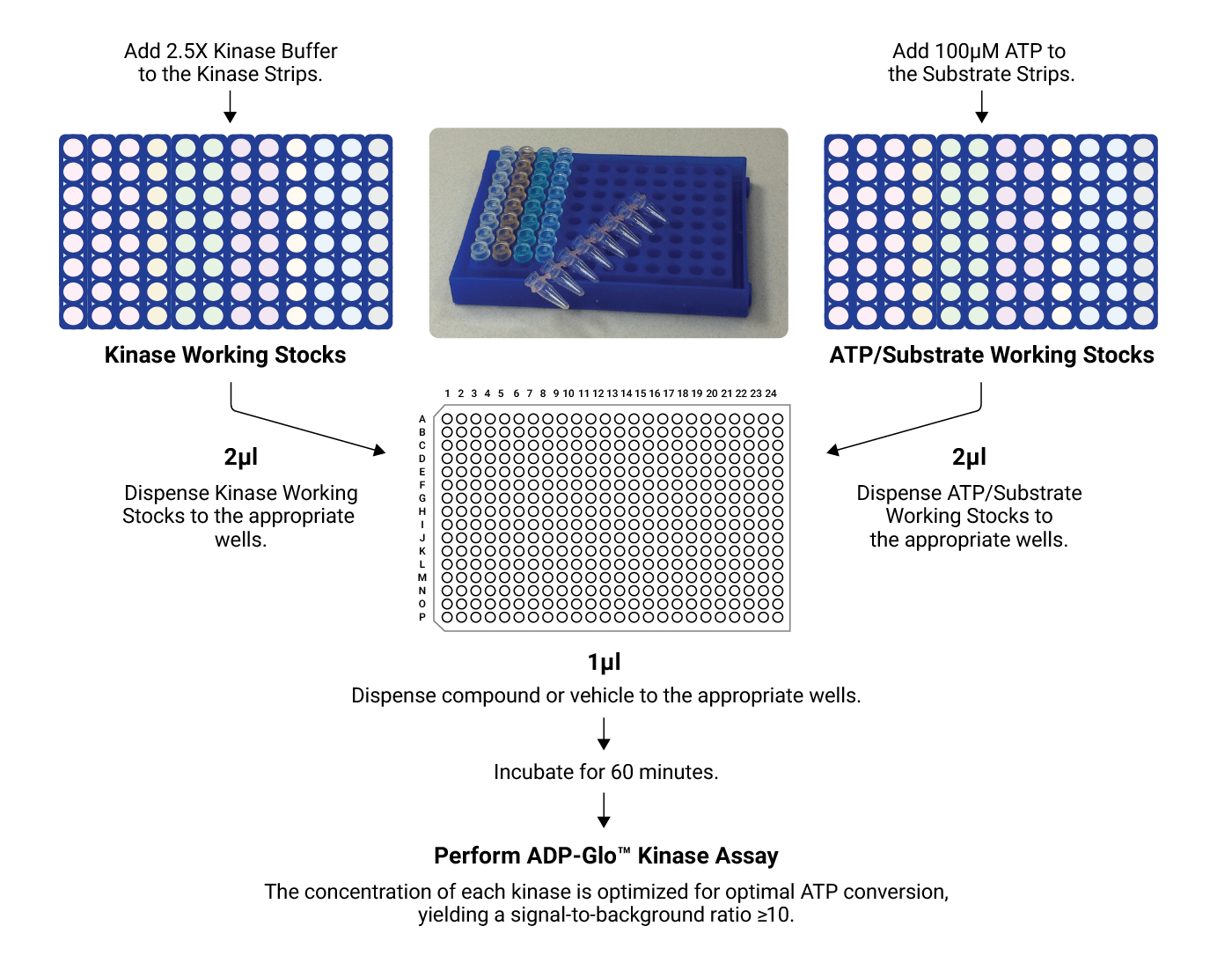 schematic overview of the kinase selectivity profiling system