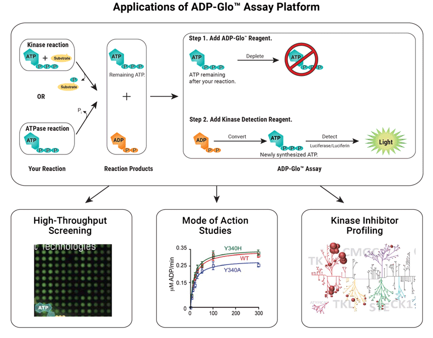 Applications of the ADP-Glo™ Assay Platform