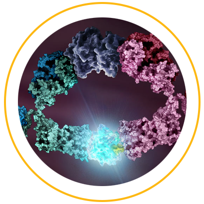 immunoassays