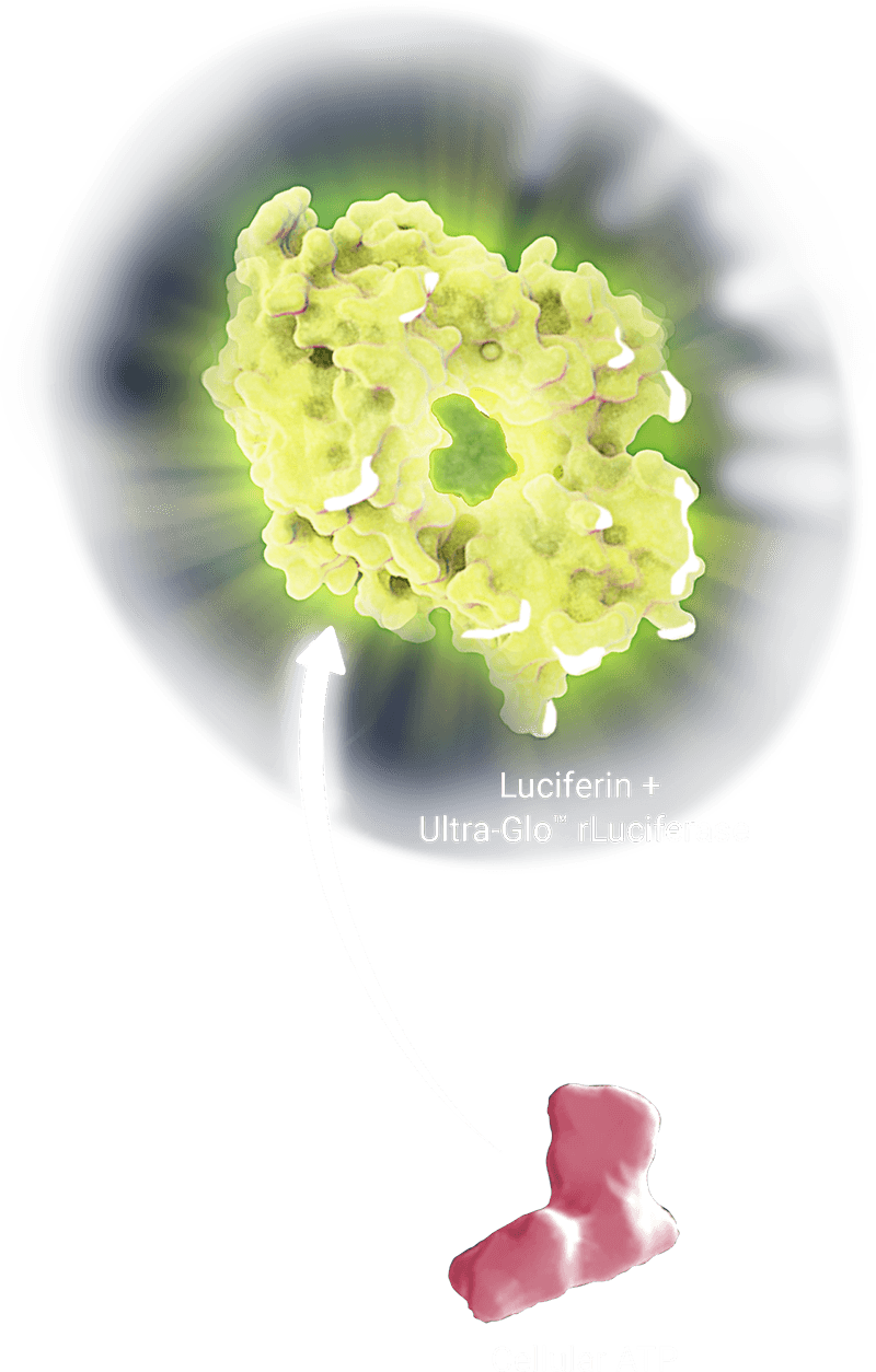 CellTiter-Glo-luminescent-atp-assay