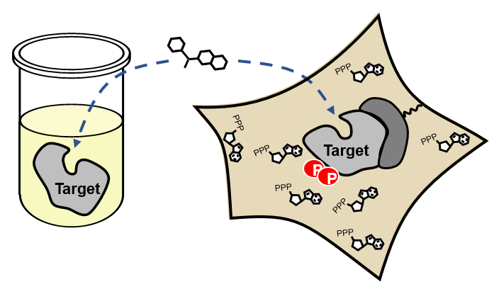 cellular-vs-biochemical-kinase-assay