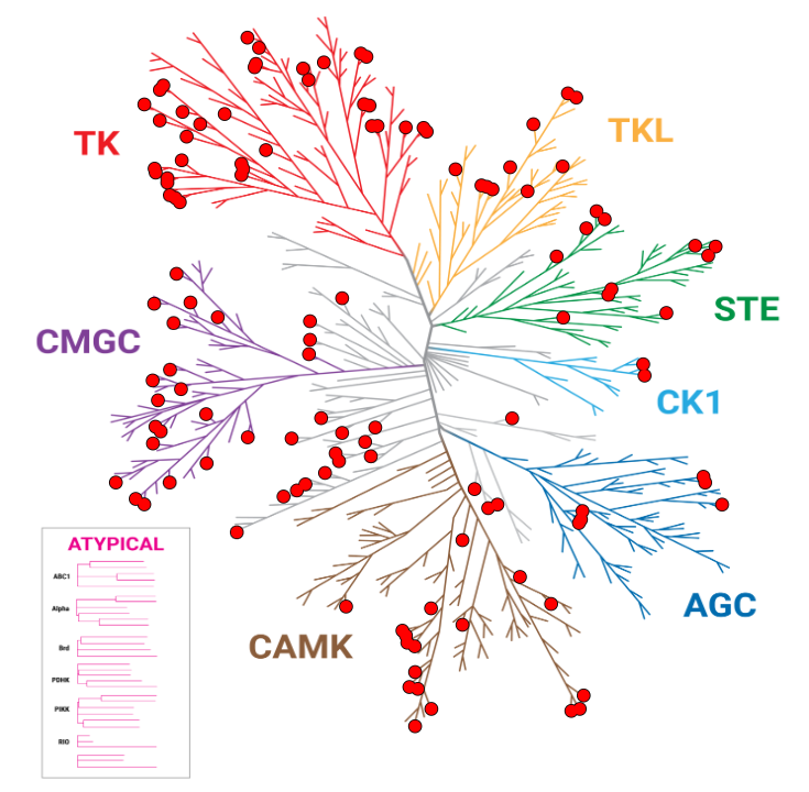 dabrafenib-ambit-kinase-tree-hits