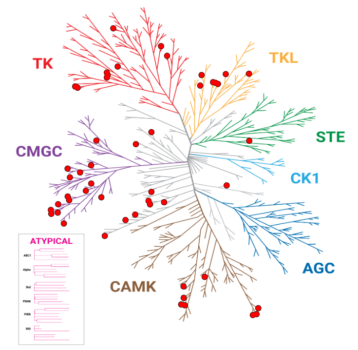 dabrafenib-nanobret-kinase-tree-hits