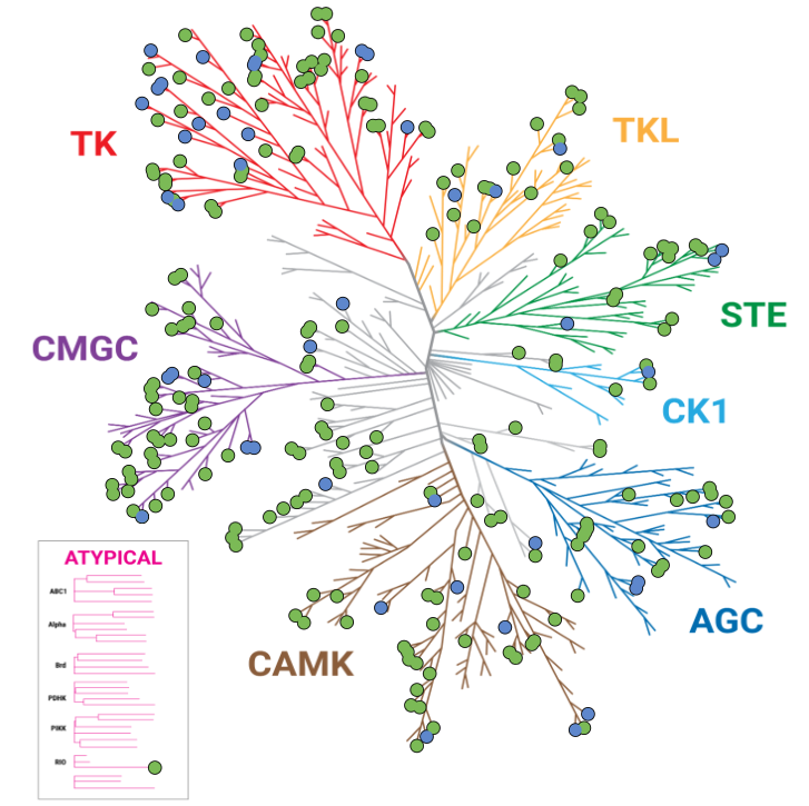 k240-k192-kinase-tree