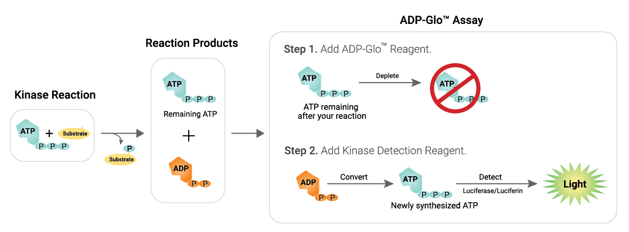 kinase-assay-12828ma-w